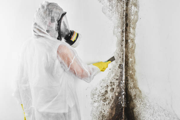 Best Industrial Mold Remediation in Eastvale, CA