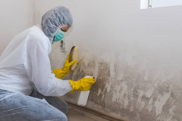 Best White Mold Remediation in Eastvale, CA