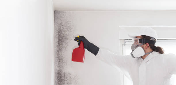 Professional Mold Remediation in Eastvale, CA
