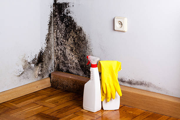 Best Mold Testing and Inspection Services in Eastvale, CA
