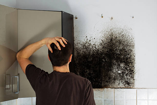Best Black Mold Remediation in Eastvale, CA