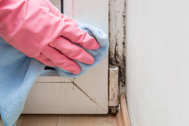 Best DIY Mold Remediation Support Services in Eastvale, CA