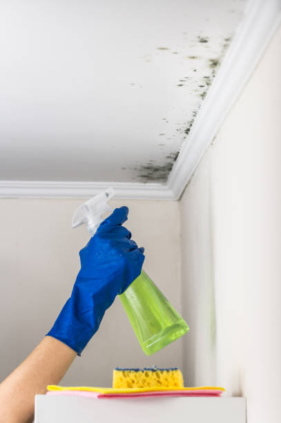 Best Crawl Space Mold Remediation in Eastvale, CA